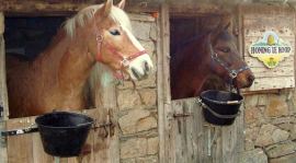 Op het erf van kampeerboerderij La Source in de Franse Auvergne zijn 2 paardenstallen, waar 2 pony's of 1 groot paard kunnen staan.