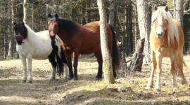 Voor de gasten van kampeerboerderij La Source op camping of in ons vakantiehuisje is er nu de mogelijkheid om eigen pony of paard mee te nemen op vakantie. Er is ook meer dan genoeg weiland voor pony- paardengasten.